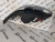 Фара Range Rover Sport левая Black ксенон DK62-13W030-BE БУ 17г.(чёрная) П1-4-6 Фара Range Rover Sport левая Black ксенон DK62-13W030-BE БУ 17г.(чёрная) П1-4-6